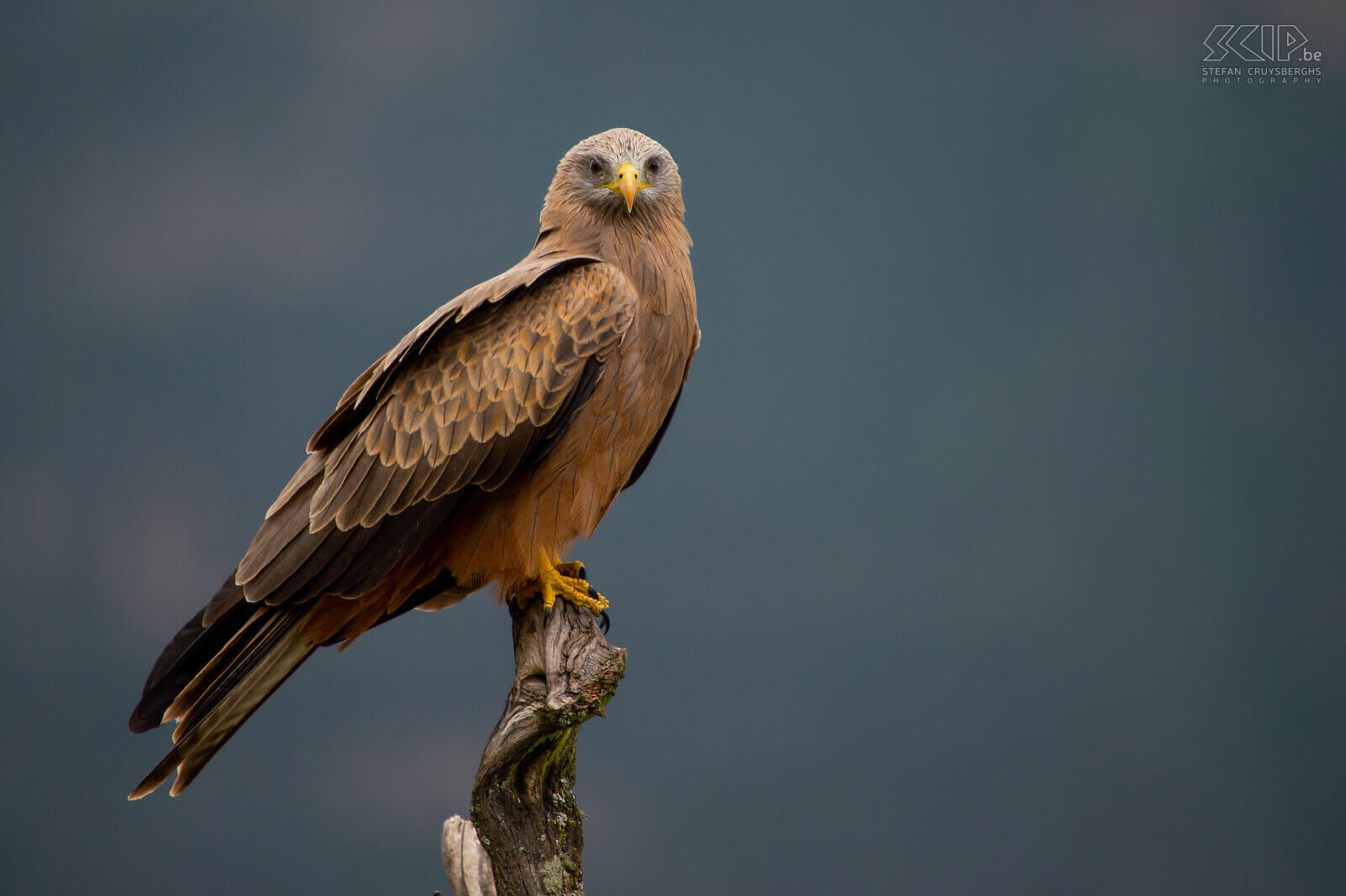 Simien Mountains - Ghenek - Tawny Eagle (Aquila rapax)  Stefan Cruysberghs